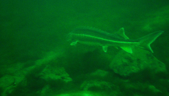 Sturgeon of Capernwray